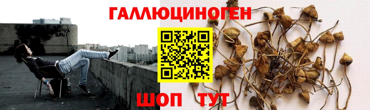 Галлюциногенные грибы Cubensis Тверь